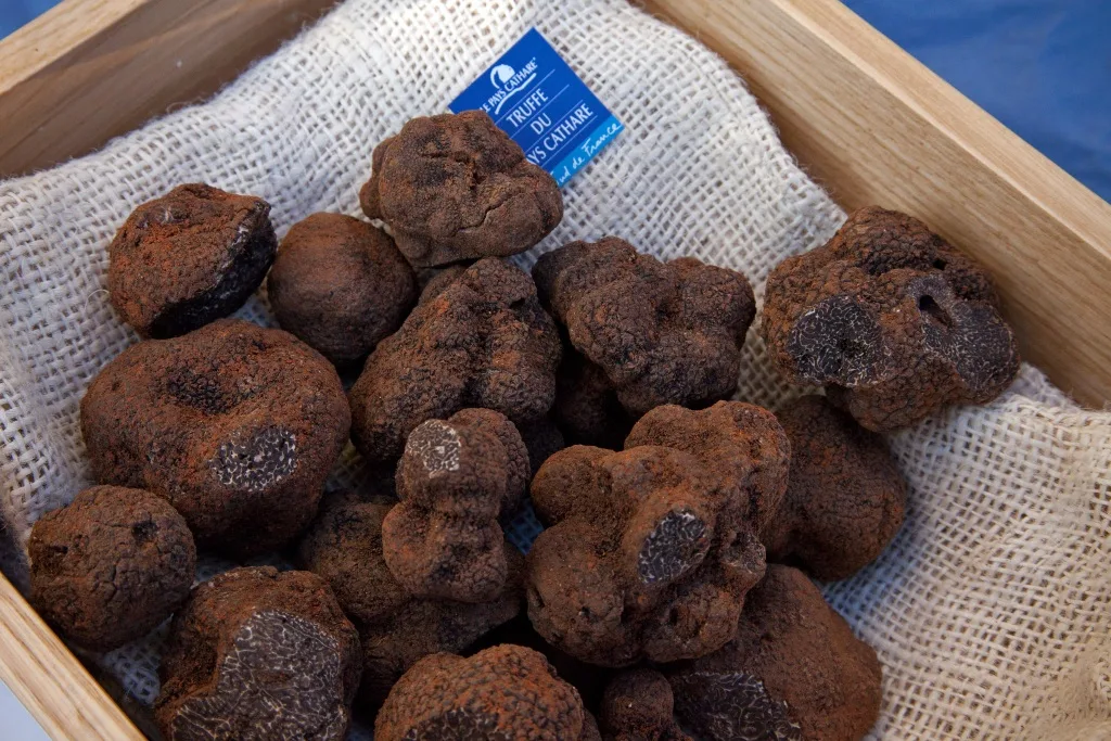 Marchés au truffes dans l’Aude