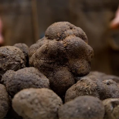 Marchés au truffes dans l’Aude