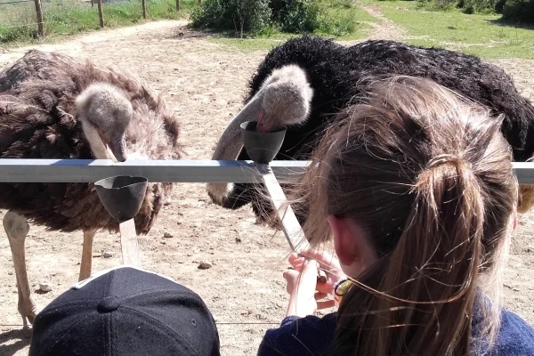 nourrir les autruches au parc australien