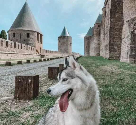 chien-cité-carcassonne-dog-perro